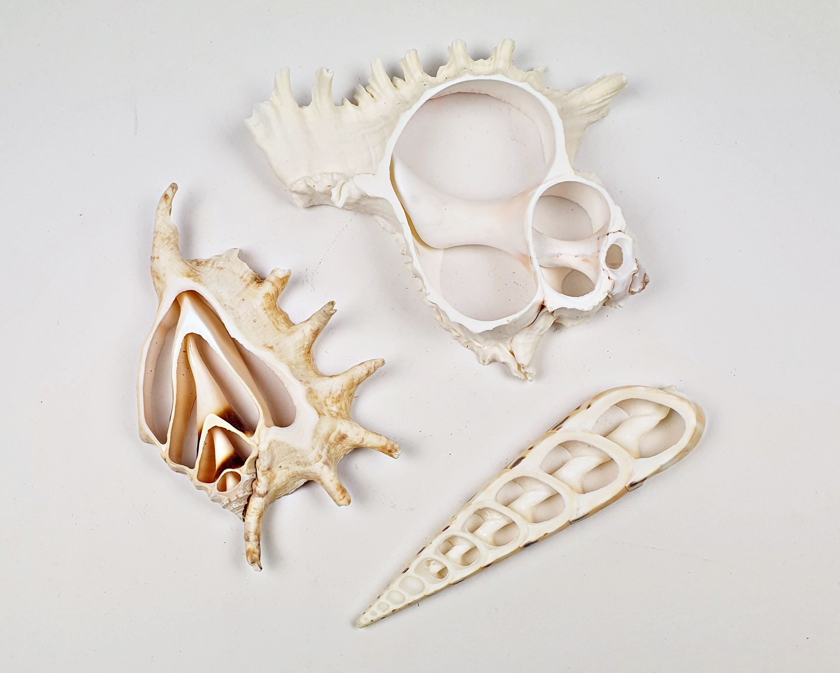 muscheln-3fach Muscheln 3er Set Deko